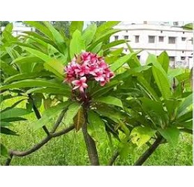 Plumeria Rubra (Champa)